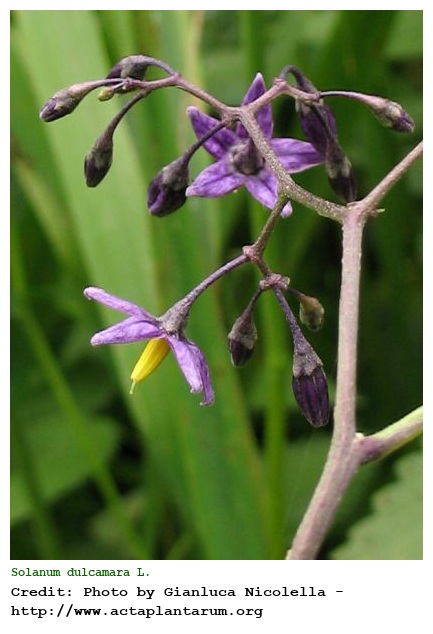 Solanum dulcamara L.
